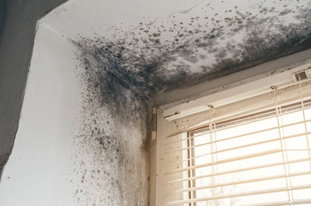 Affordable Mold Testing solutions in Union, MI
