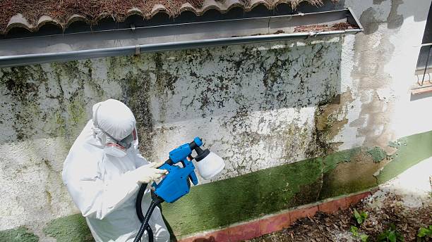 Top rated local Mold Testing specialists in Union, MI